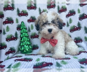 Zuchon Puppy for sale in LAKELAND, FL, USA