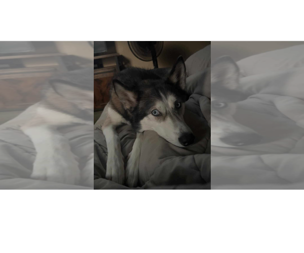 Medium Photo #3 Siberian Husky-Unknown Mix Puppy For Sale in Woodsfield, OH, USA