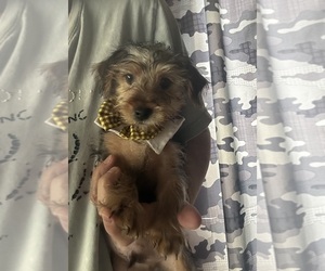 YorkiePoo Puppy for sale in VIRGINIA BEACH, VA, USA