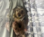 Small YorkiePoo