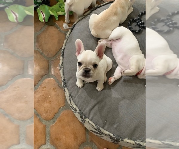 Medium Photo #6 French Bulldog Puppy For Sale in ENCINITAS, CA, USA