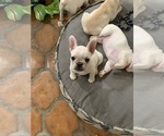 Small Photo #6 French Bulldog Puppy For Sale in ENCINITAS, CA, USA