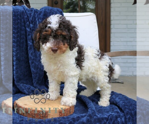 Medium Photo #2 Bernedoodle (Miniature) Puppy For Sale in NARVON, PA, USA