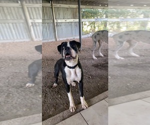 Father of the Boxer puppies born on 09/07/2025