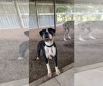 Small Photo #1 Boxer Puppy For Sale in VICTORIA, TX, USA