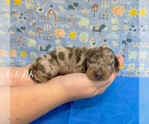 Dachshund Puppy for sale in WINNSBORO, LA, USA
