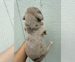 Small Photo #64 Great Dane Puppy For Sale in HALLETTSVILLE, TX, USA