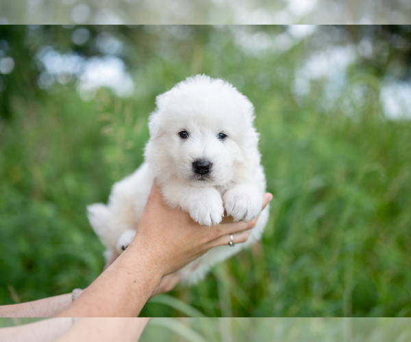 Medium Photo #15 Maremma Sheepdog Puppy For Sale in CONWAY, MO, USA