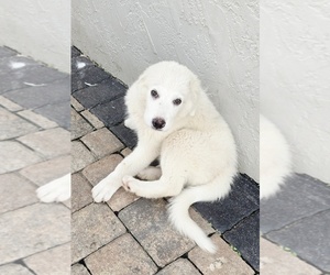 Great Pyrenees Puppy for sale in UMATILLA, FL, USA