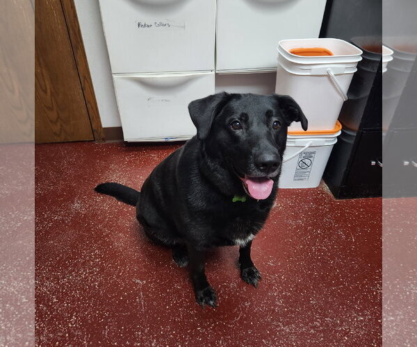 Medium Photo #8 Labrador Retriever Puppy For Sale in Fargo, ND, USA