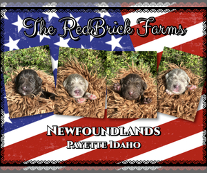 Newfoundland Puppy for Sale in PAYETTE, Idaho USA