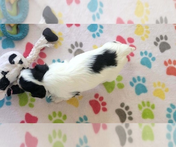 Medium Photo #10 Havanese Puppy For Sale in ORO VALLEY, AZ, USA