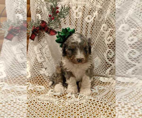 Medium Photo #4 Bernedoodle Puppy For Sale in ELKTON, VA, USA