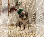 Small Photo #4 Bernedoodle Puppy For Sale in ELKTON, VA, USA