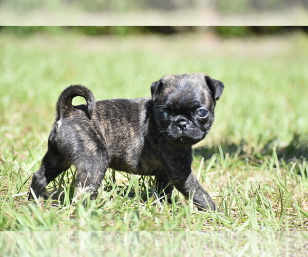 Medium Photo #2 Pug Puppy For Sale in PALM COAST, FL, USA
