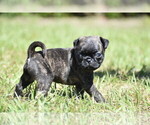 Small #1 Pug