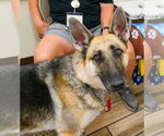 Small #1 German Shepherd Dog
