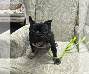 Weezer - Male French Bulldog Dog for Adoption - Photo #12