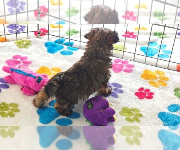 Medium Photo #10 Yorkipoo Puppy For Sale in ORO VALLEY, AZ, USA