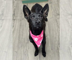 Border Collie-Unknown Mix Dogs for adoption in Lakewood, CO, USA