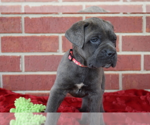 Cane Corso Puppy for sale in LANE, OK, USA