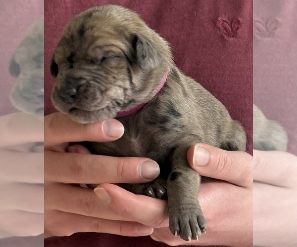 Medium Photo #8 Great Dane Puppy For Sale in GALLOWAY, OH, USA