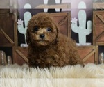 Puppy Loki AKC Poodle (Toy)