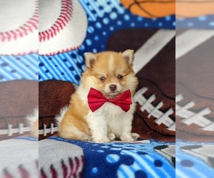 Pomeranian Puppy for sale in OXFORD, PA, USA