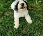 Small #4 Bernedoodle (Miniature)