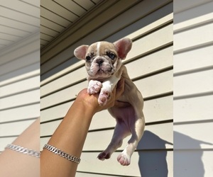 French Bulldog Puppy for sale in BROOKLYN, NY, USA