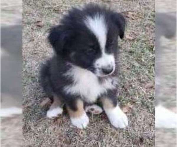 Medium Photo #1 Australian Shepherd Puppy For Sale in KERRVILLE, TX, USA