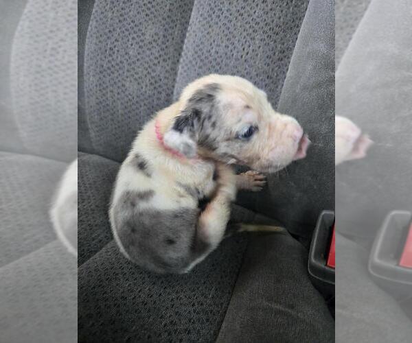 Medium Photo #2 Great Dane Puppy For Sale in MADISON, IN, USA