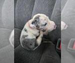 Small Photo #9 Great Dane Puppy For Sale in MADISON, IN, USA