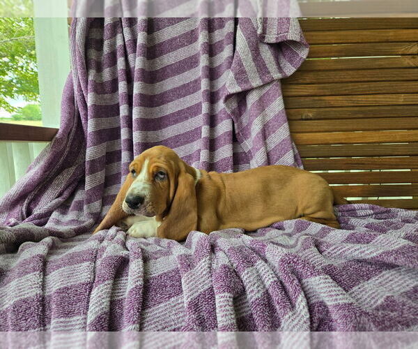 Medium Photo #10 Basset Hound Puppy For Sale in HILLSBORO, TX, USA