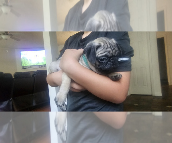 Medium Photo #14 Pug Puppy For Sale in DENTON, TX, USA