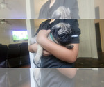 Small #13 Pug
