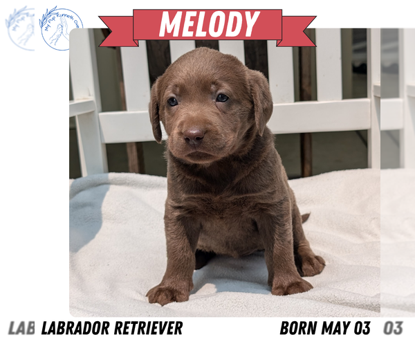 Medium Photo #12 Labrador Retriever Puppy For Sale in GOSHEN, IN, USA