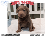 Small #11 Labrador Retriever