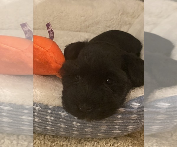 Medium Photo #1 Schnauzer (Miniature) Puppy For Sale in ROCHESTER, MN, USA