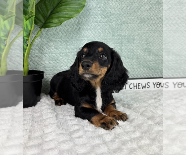 Medium Photo #4 Dachshund Puppy For Sale in FRANKLIN, IN, USA