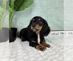 Small #3 Dachshund