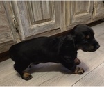 Small Photo #32 Dachshund Puppy For Sale in NEOSHO, MO, USA