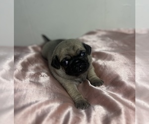 Pug Puppy for sale in ACAMPO, CA, USA