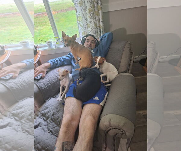 Medium Photo #3 Italian Greyhound-Unknown Mix Puppy For Sale in Arlington, WA, USA