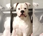 Small Photo #9 American Bulldog Puppy For Sale in WEST GROVE, PA, USA