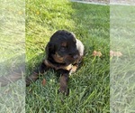 Small Photo #29 Bernedoodle (Miniature) Puppy For Sale in HELPER, UT, USA