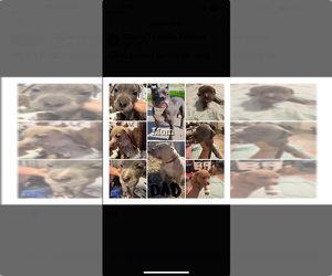 American Bully Puppy for sale in HAMBURG, AR, USA