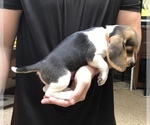 Small Photo #5 Beagle Puppy For Sale in RED OAK, OK, USA