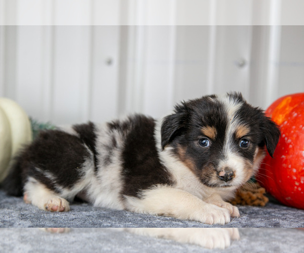 Medium Photo #3 Australian Shepherd Puppy For Sale in CAMDEN, MI, USA