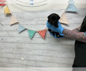 Labrador Retriever-Unknown Mix Dogs for adoption in San Bernardino, CA, USA